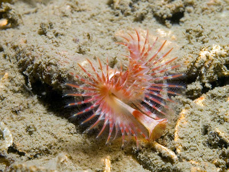 Serpula vermicularis